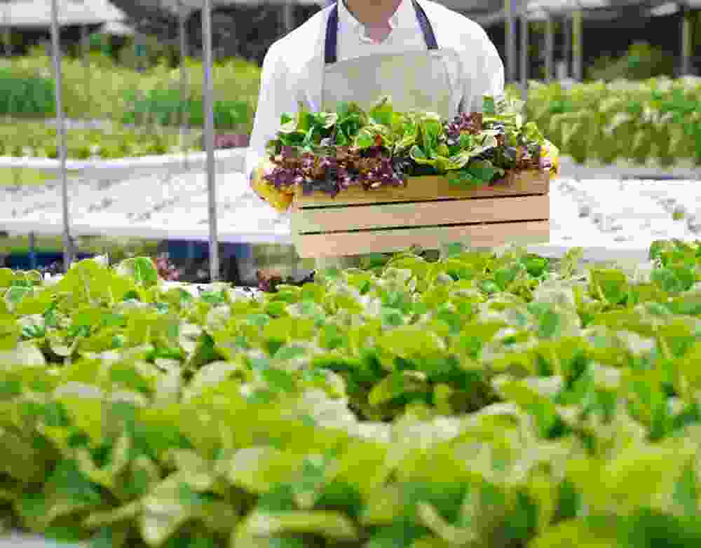 Elevisionfoods