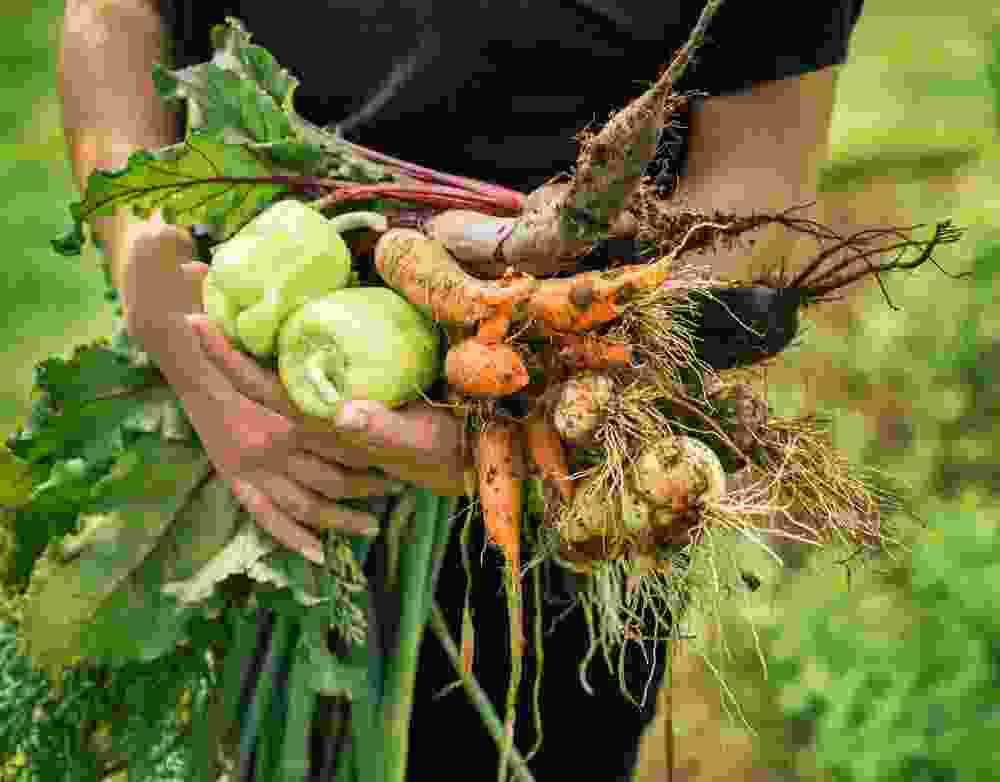 Elevisionfoods